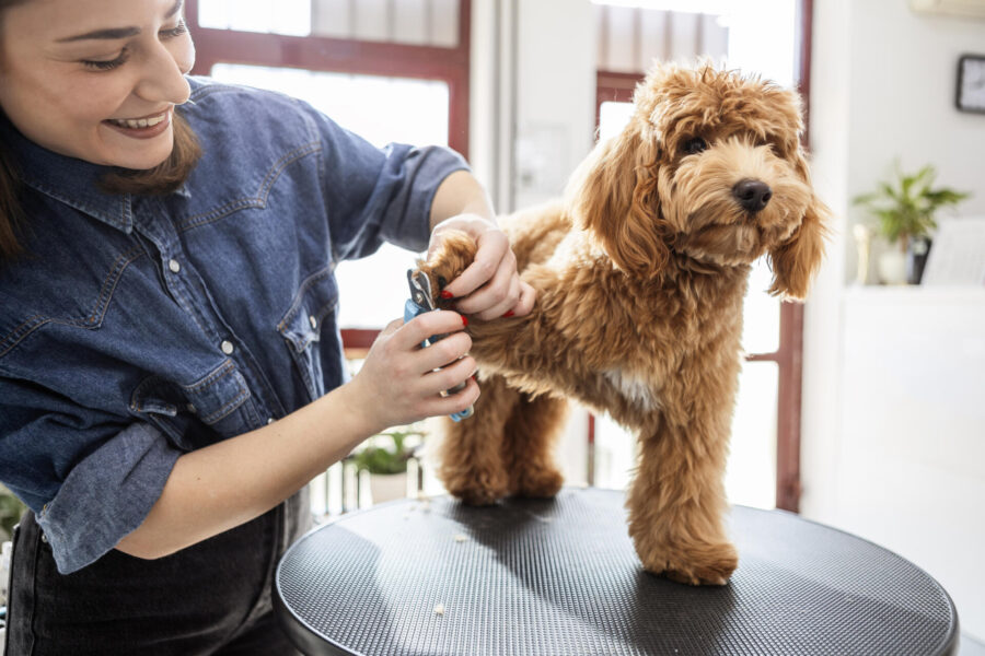 Dog Grooming Advice to Keep Pets Clean and Health 2 Cute poodle dog getting nails clipped in the dog grooming salon